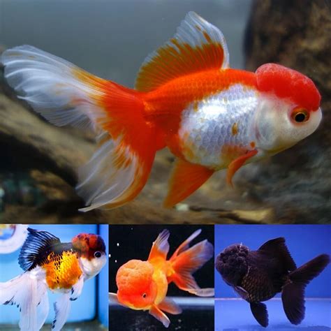 realistic goldfish for sale